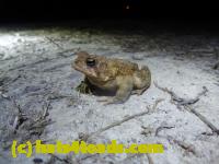 /home//u458753944/public_html/sourcegallery//Roxborough Toad Detour/2013-2019/2013/2013-04-09/P1120052.JPG